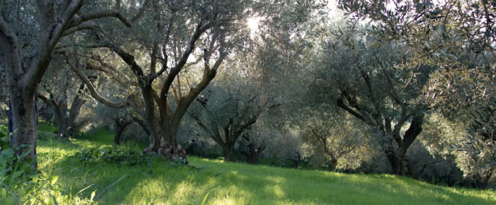 Aiolos Olivenhain zertifiziertes Bio-Olivenöl
