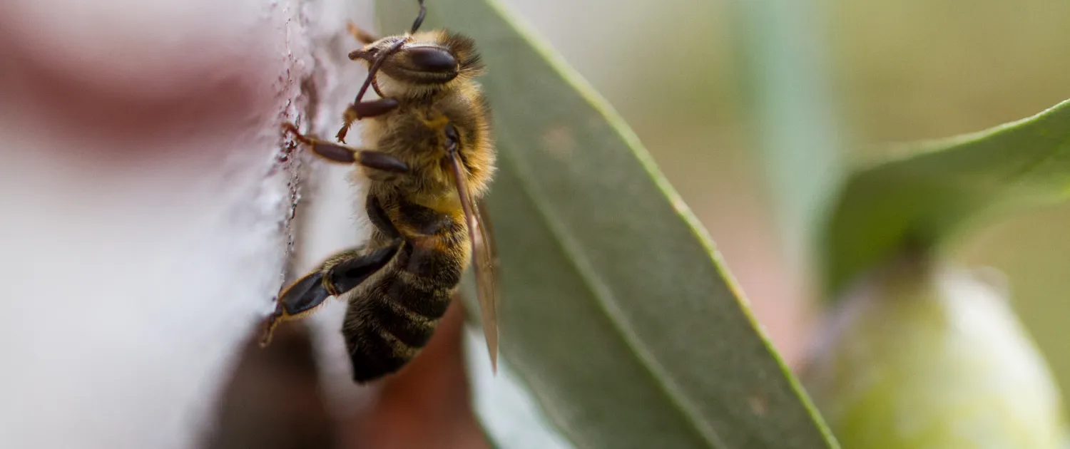 Bienen